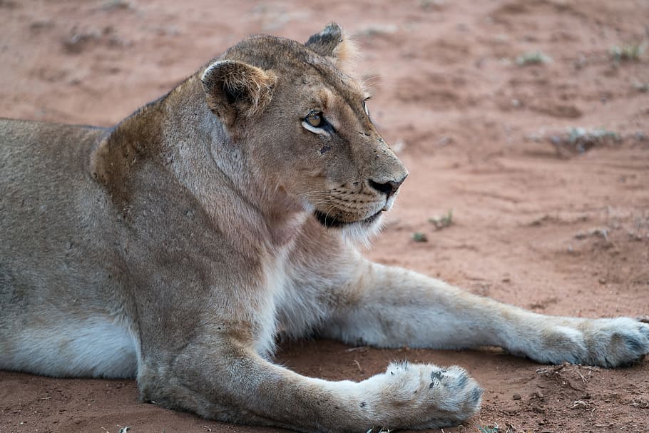 adult lioness lying on ground, big cat, dirt, predator, carnivore HD wallpaper