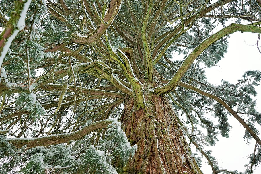 tree, nature, wood, branch, plant, leaf, landscape, season HD wallpaper