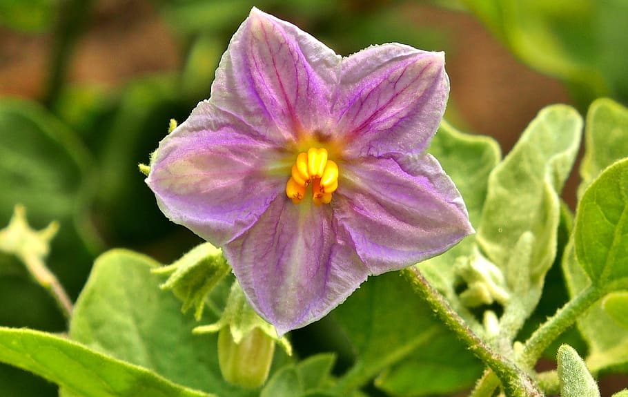 blossom, bloom, eggplant, close up, pink, violet, small eggplant HD wallpaper
