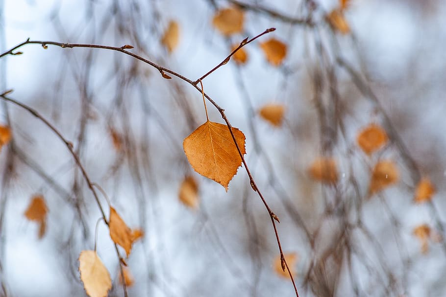 yellow leaf, plant, tree, insect, invertebrate, animal, spider HD wallpaper