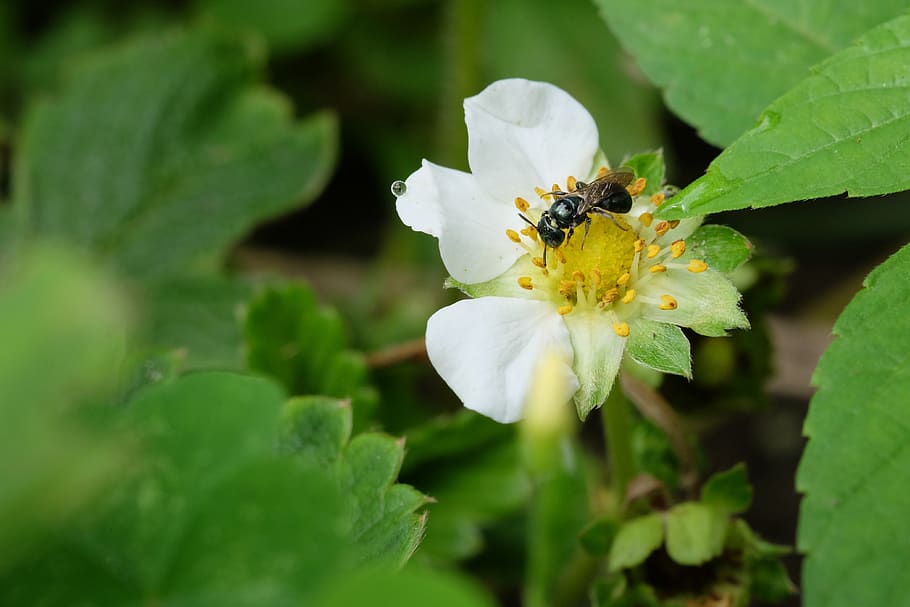 strawberry, bee, blossom, white, spring, flower, flowering plant HD wallpaper