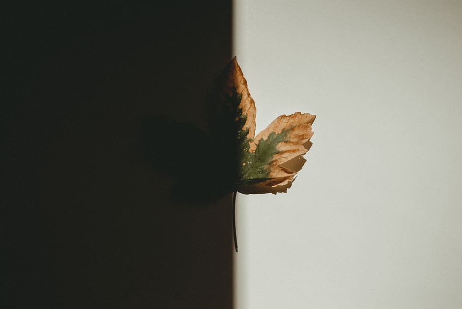 Green and Brown Leaf, close-up, dry leaf, indoors, plant part HD wallpaper