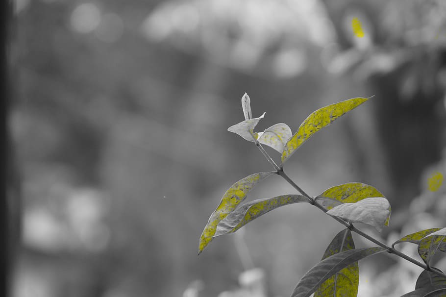 effect, nature, design, pattern, plant, leaves, green, trees HD wallpaper