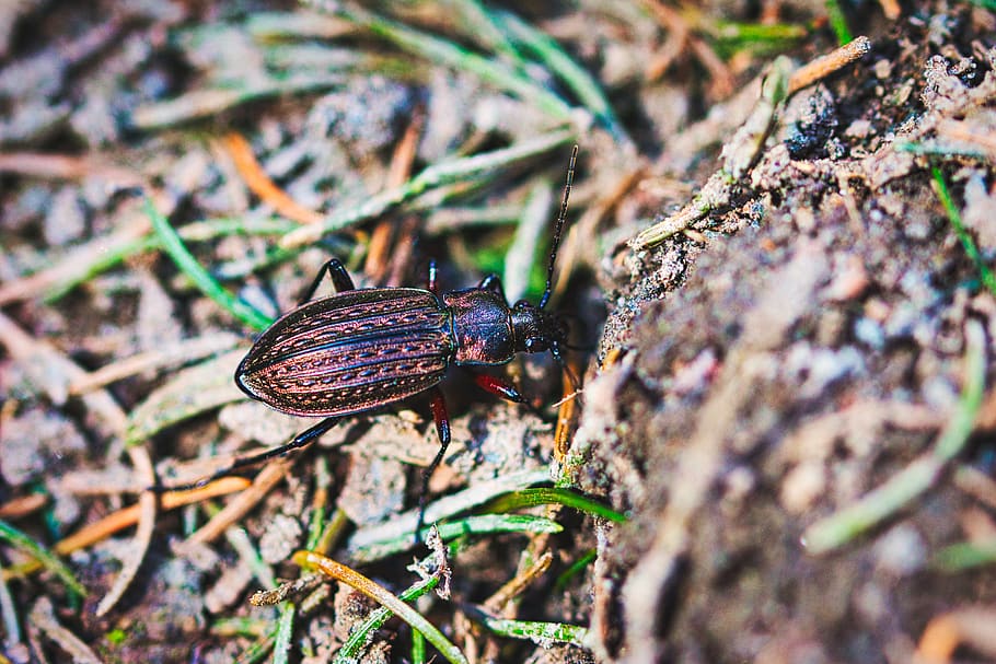brown, beetle, forest floor, nature, animal, krabbeltier, wing HD wallpaper
