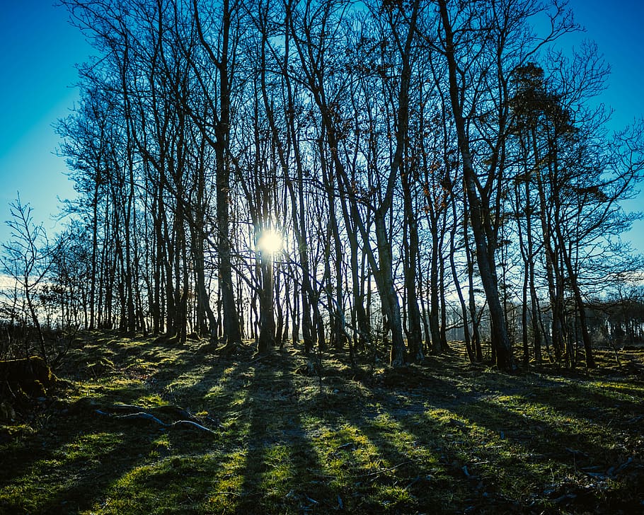 flare, light, sunlight, tree, plant, vegetation, nature, outdoors HD wallpaper