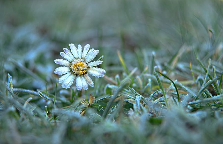 daisy, snow, winter, bloom, flowers, nature, leann, flowering plant HD wallpaper