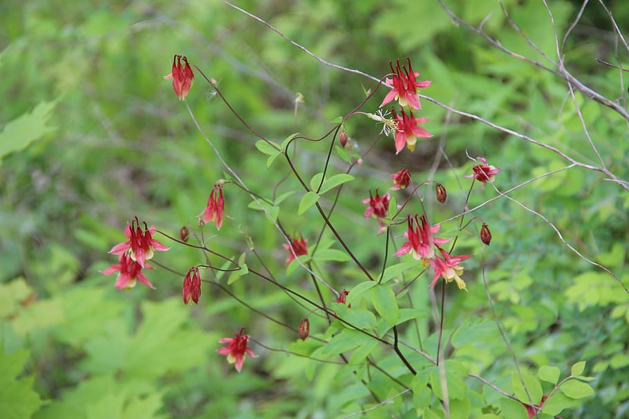 Nature, Flowers, Spring, Background, plant, growth, red, green color HD wallpaper