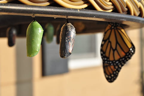 three pupas, cocoon, growth, butterfly, process, wing, growing HD wallpaper