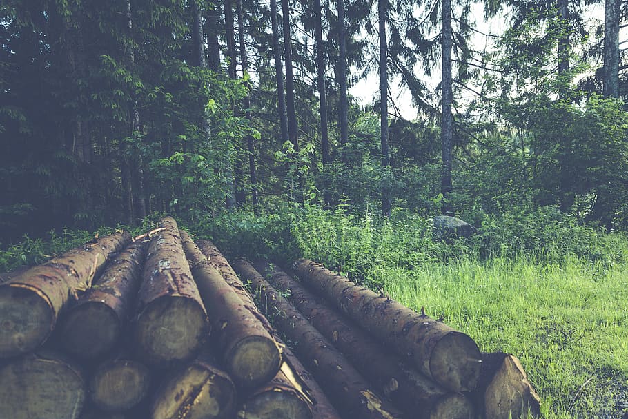 Wood Logs Near Trees, forest, nature, plant, growth, timber, land HD wallpaper