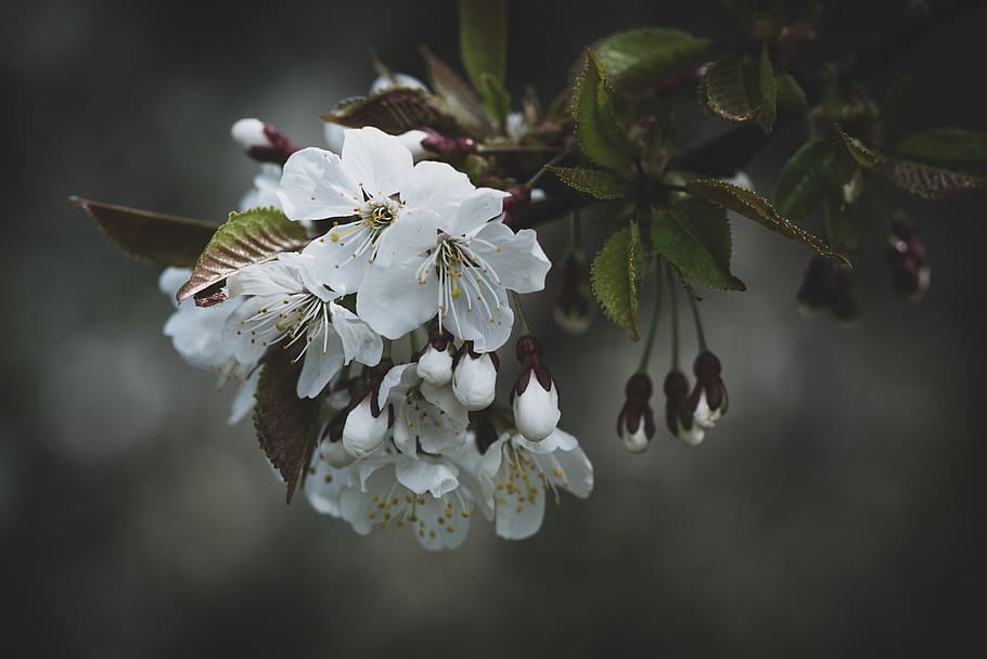 flowers, white, spring, bloom, branch, garden, vegetable garden HD wallpaper