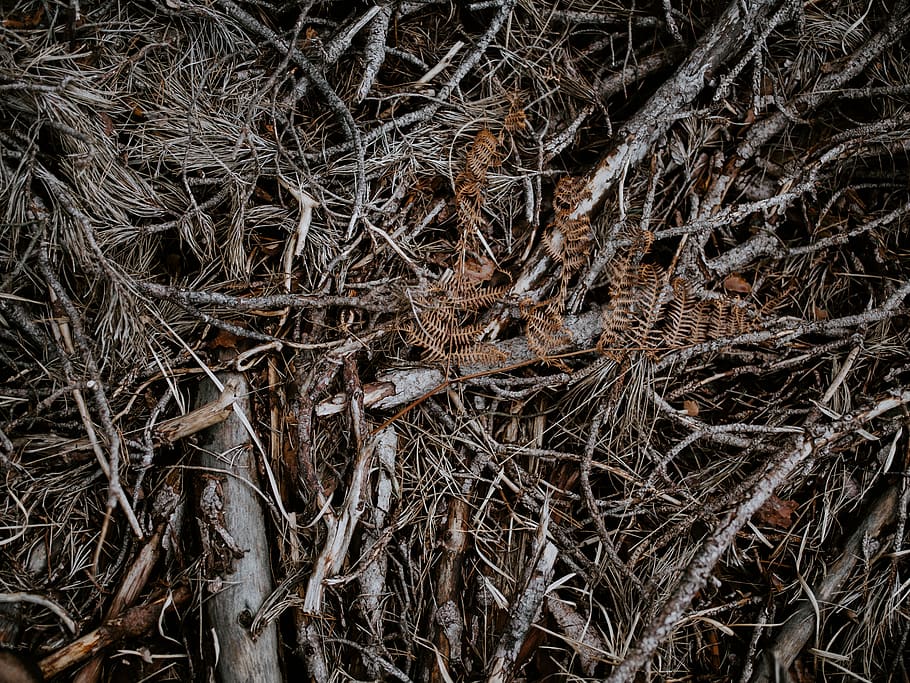 brown branches, root, plant, ground, tree, tree trunk, texture, HD wallpaper