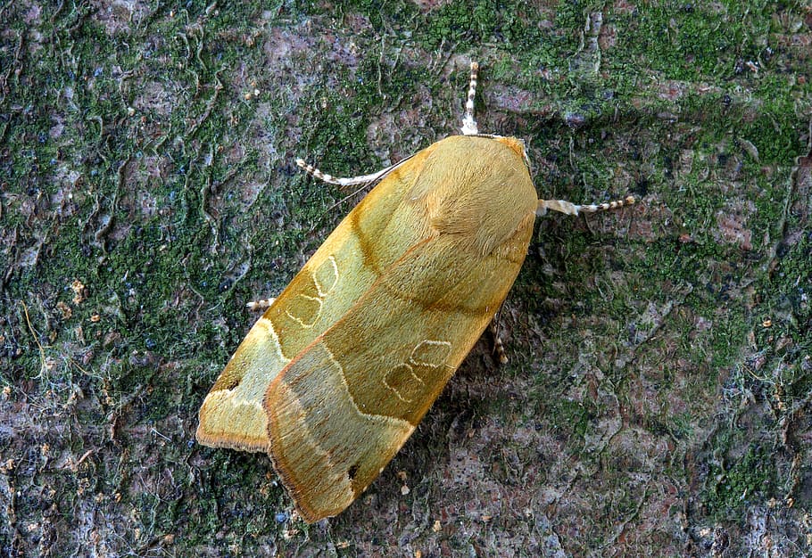 broad-bordered-yellow-underwing, moth, insect, pattern, nature HD wallpaper
