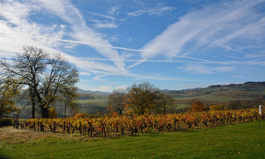 france, rhône, tree, vineyard, countryside, fall, mammal, field HD wallpaper