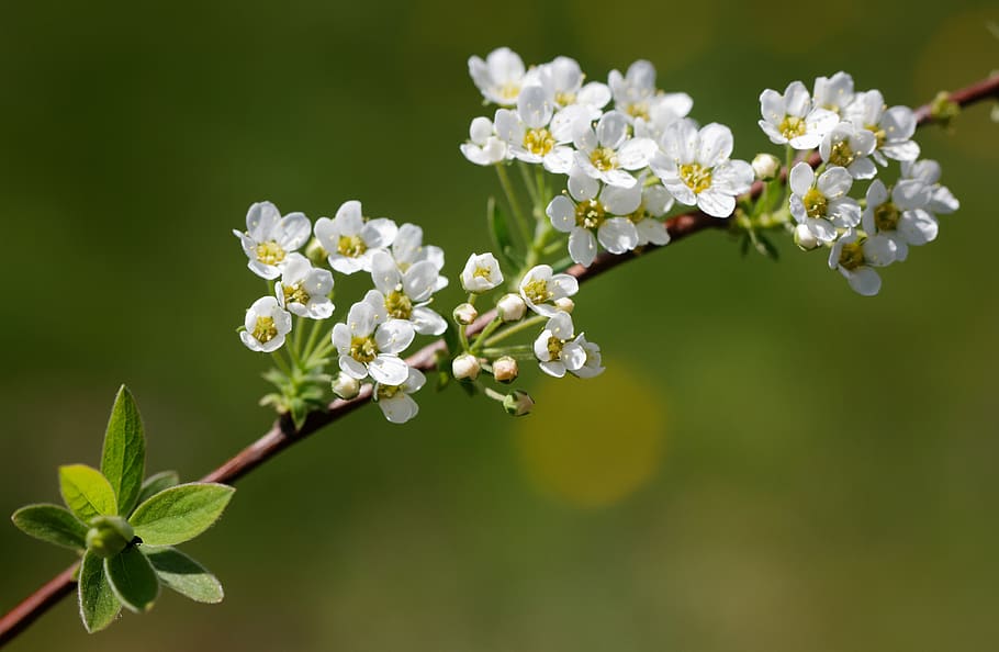 flower, spring, bush, flowers, summer, nature, macro, garden HD wallpaper