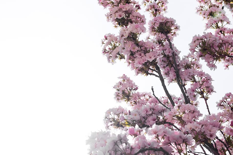 france, flowers, tree, spring, plant, flowering plant, freshness HD wallpaper