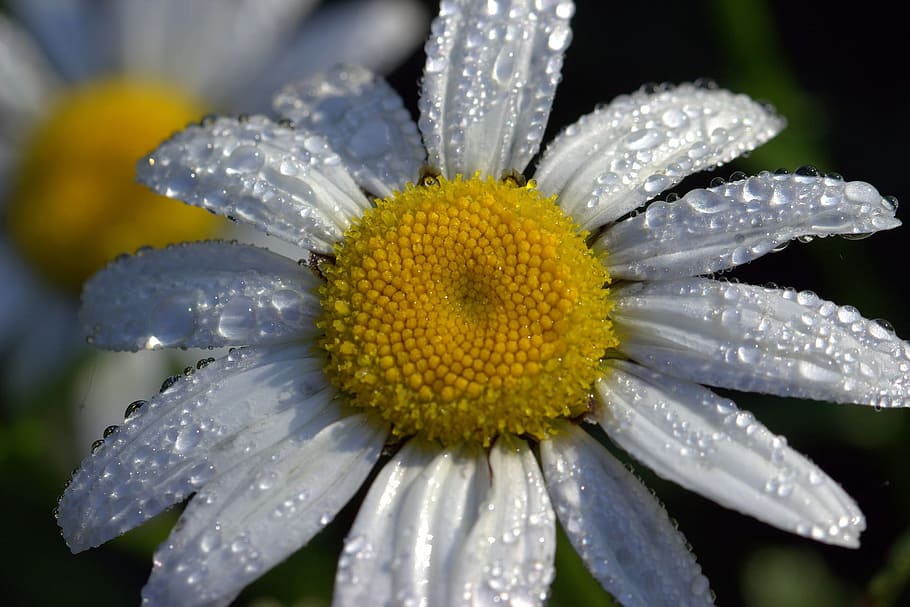 daisy, fresh, flower, nature, fragrance, garden, blooming, macro HD wallpaper