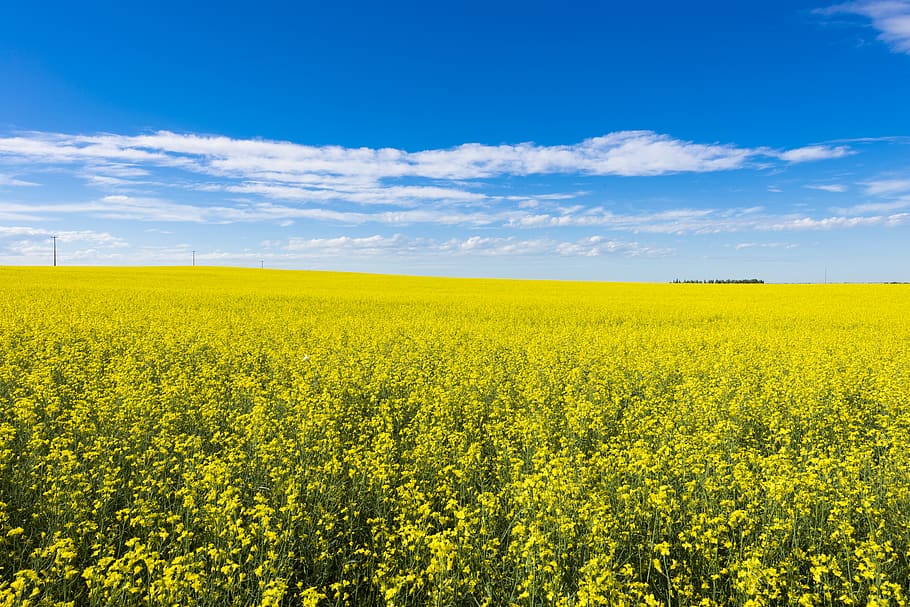 field, summer, canola, yellow, clouds, sky, sunny, alberta, HD wallpaper