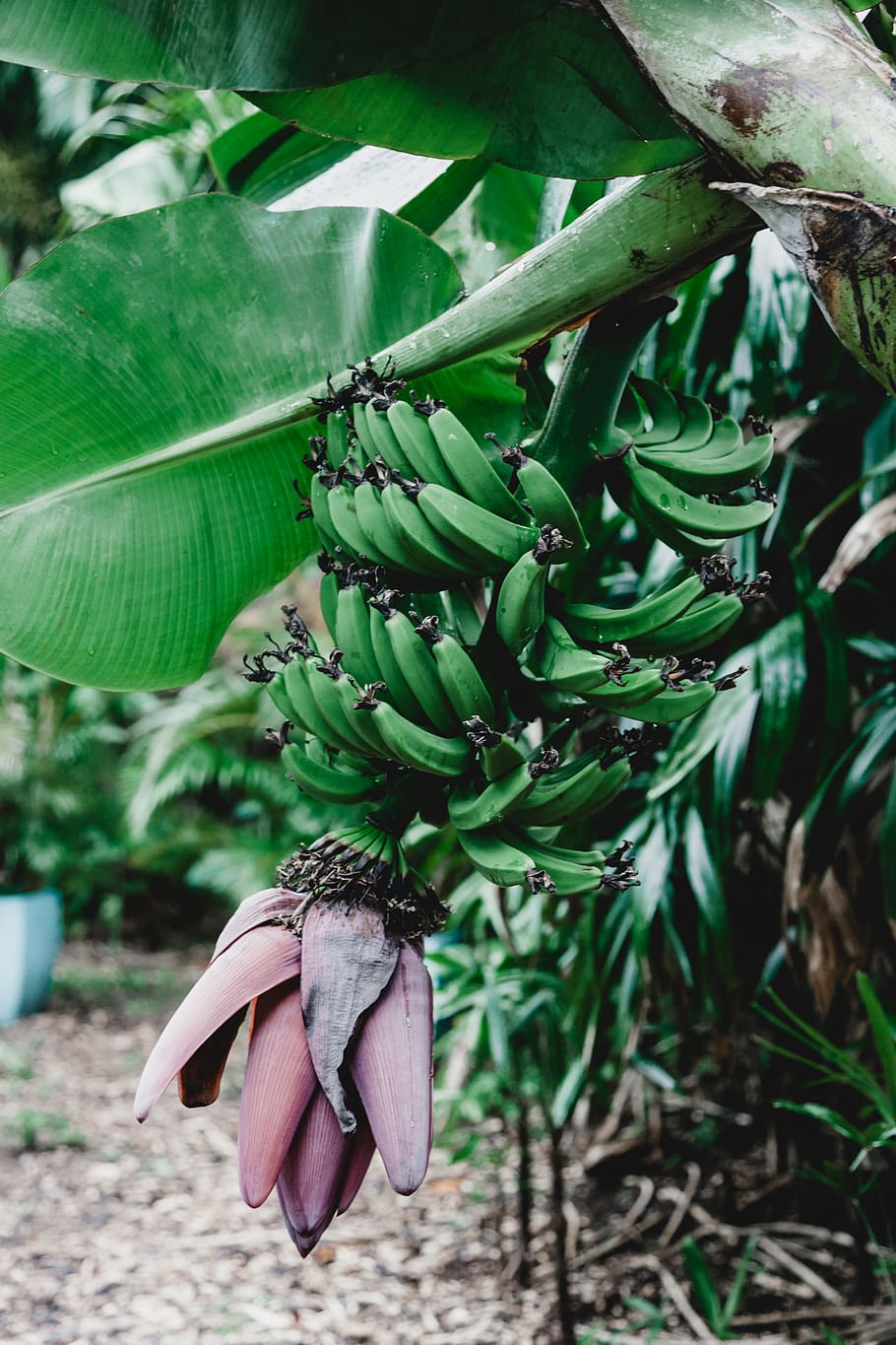 hd-wallpaper-green-banana-plant-growth-food-food-and-drink-tree