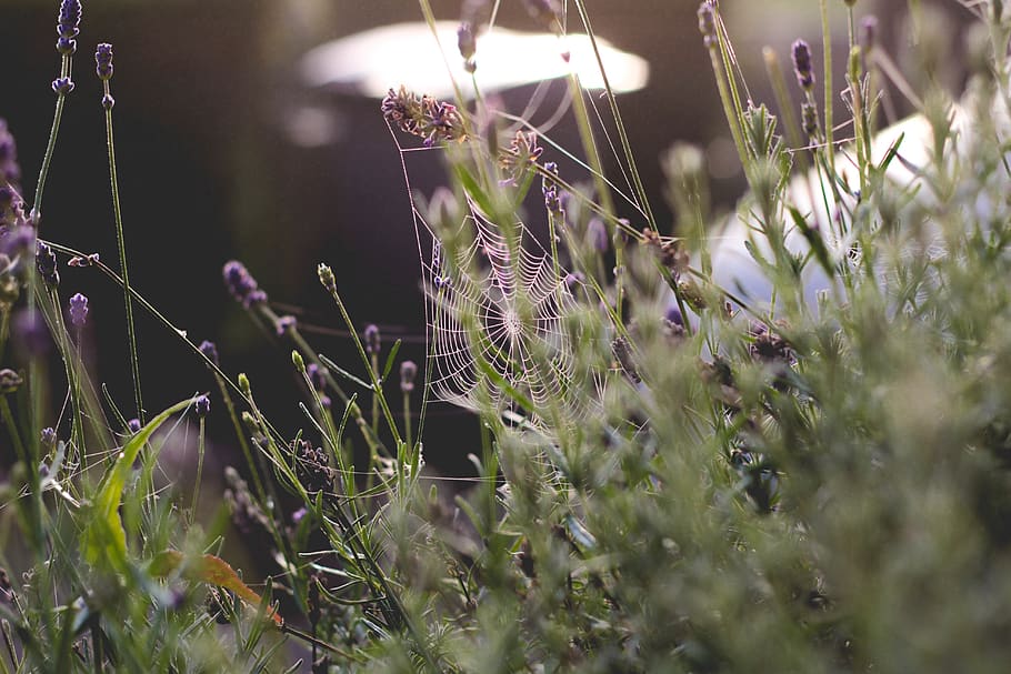 spider web, plant, selective focus, growth, beauty in nature HD wallpaper