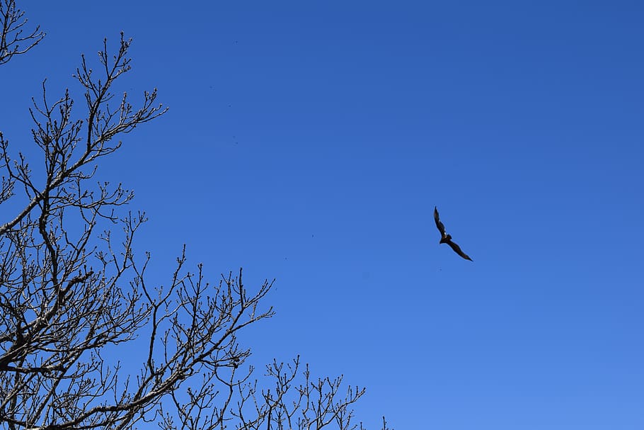 hawk, mountains, raptor, sky, blue, vertebrate, one animal HD wallpaper