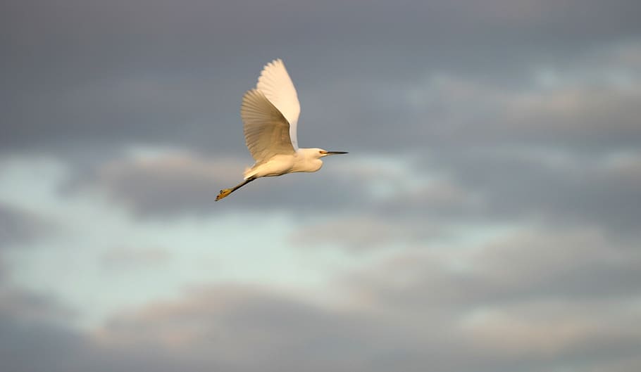 White Bird, animal, clouds, daylight, egret, feathers, flight HD wallpaper
