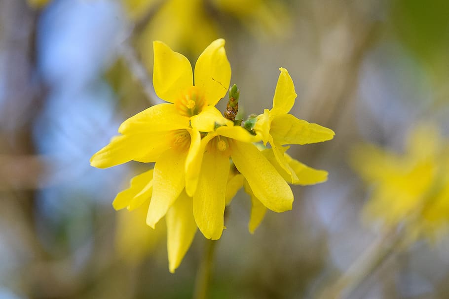 forsythia, spring, nature, yellow, bush, flowers, plants, bloom HD wallpaper