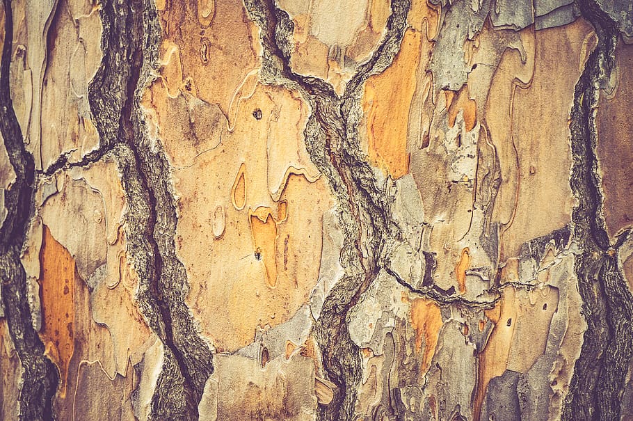 italy, treetrunk, bark, texture, backgrounds, full frame, wood - material HD wallpaper