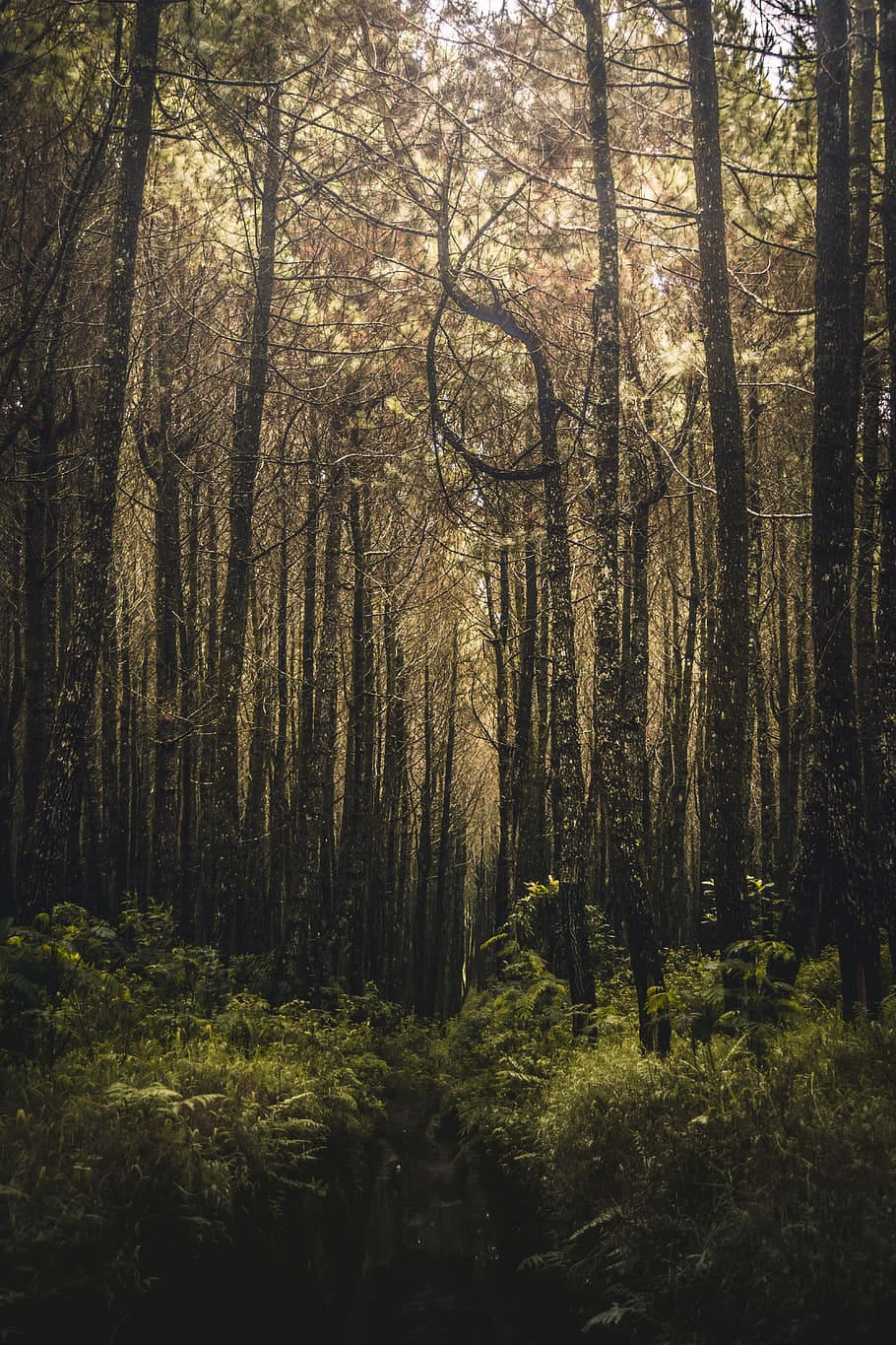 forest filled with trees, plant, land, tranquility, beauty in nature HD wallpaper