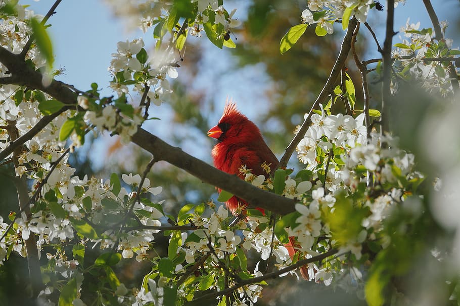 red bird, animal themes, vertebrate, animal wildlife, plant, tree HD wallpaper