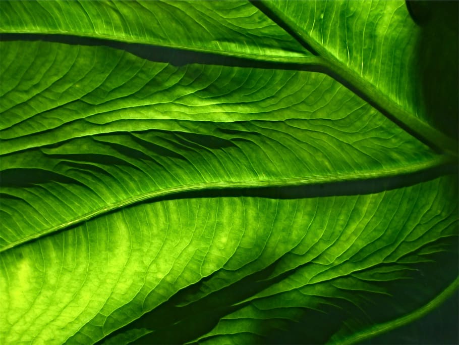 green, leaf, leaves, plant part, green color, full frame, beauty in nature HD wallpaper