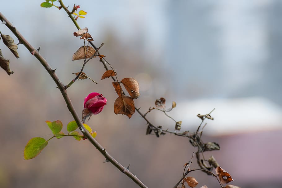 india, manali, trees, flower, life, death, plant, flowering plant HD wallpaper