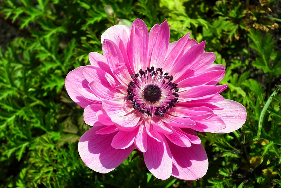 anemone, flower, pink, spring, macro, jaskrowate, nature, beautiful HD wallpaper