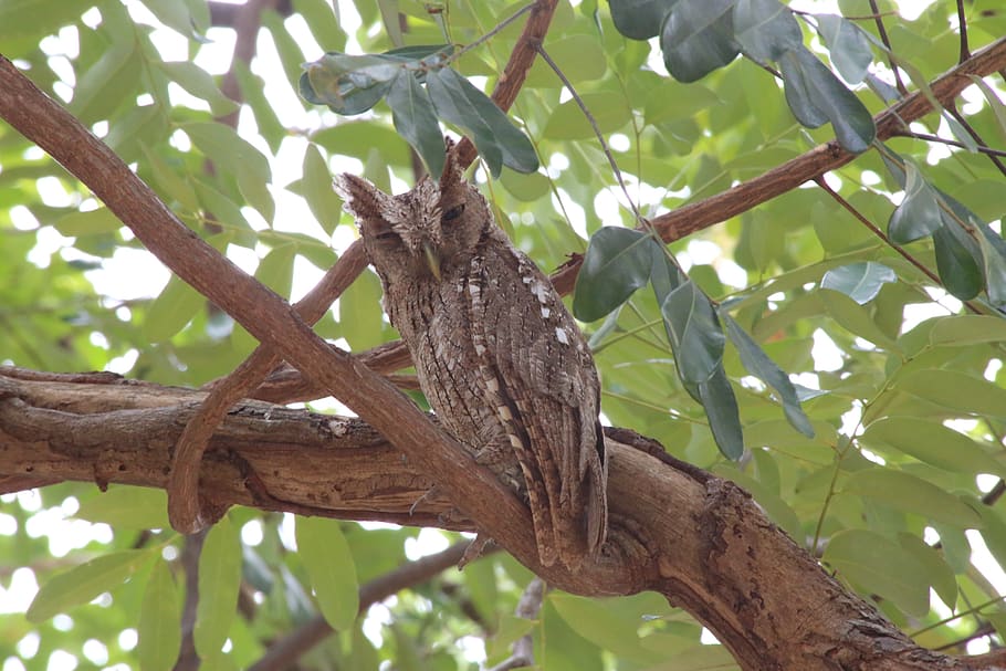 owl, screech, bird, raptor, feathers, nature, predator, beak HD wallpaper