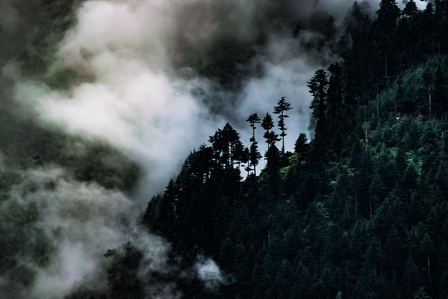 india, manali, fog, mist, trees, mountains, forest, plant, beauty in nature