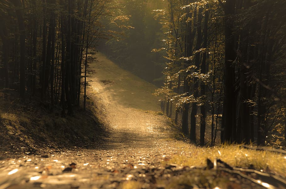 forest, the path, landscape, in the fall, tree, trail, nature HD wallpaper