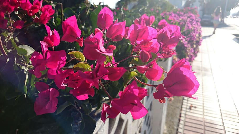 Pink Flowers, flowering plant, freshness, beauty in nature, pink color HD wallpaper