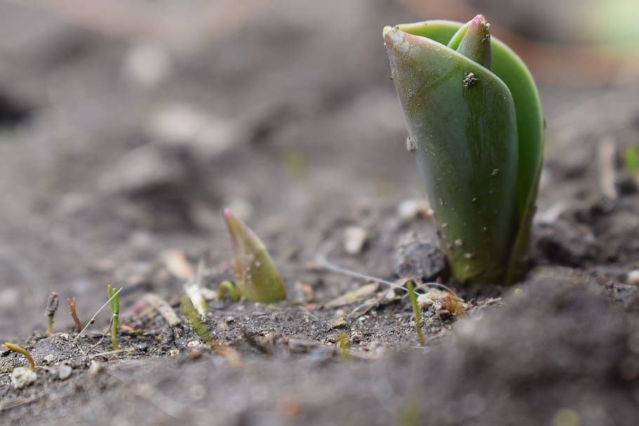 spring, tulip, nature, flowers, spring messenger, plant, selective focus HD wallpaper