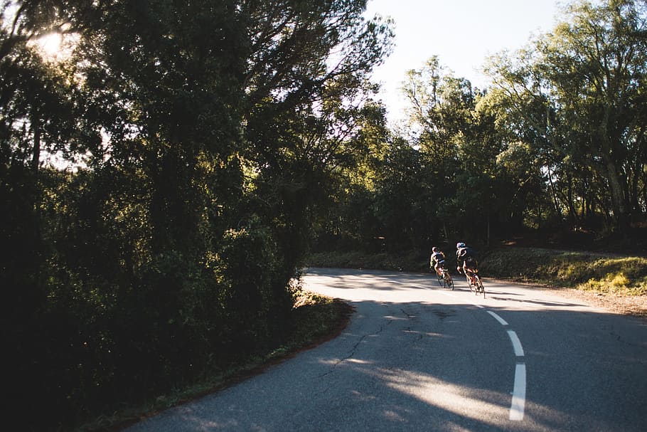 Cyclists on a curvy road surrounded by trees, Green, Highway HD wallpaper