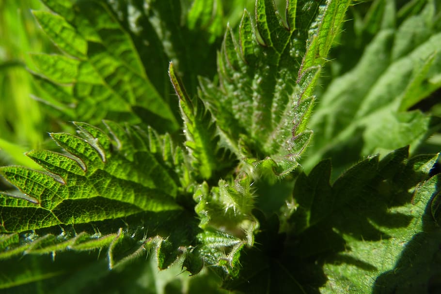 nettle, leaf, green, plants, leaves, nature, green color, growth HD wallpaper