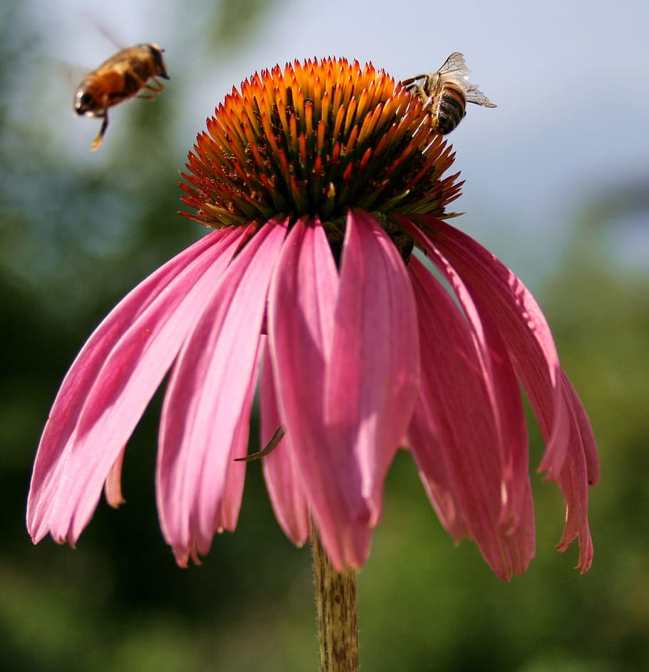 bee, pollinating, pollination, nature, flower, fragrance, garden HD wallpaper