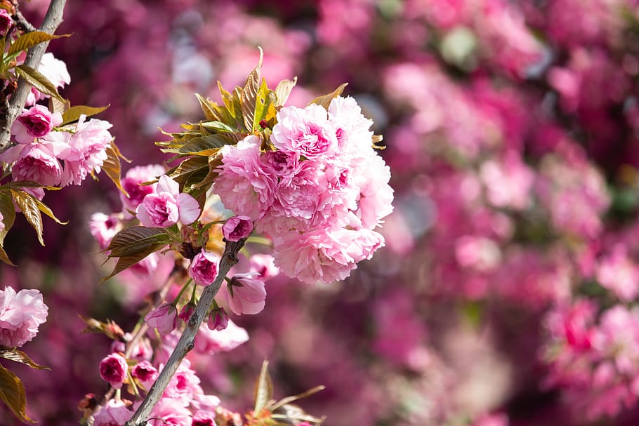 spring, flower, tree, nature, pink, flowering plant, pink color HD wallpaper