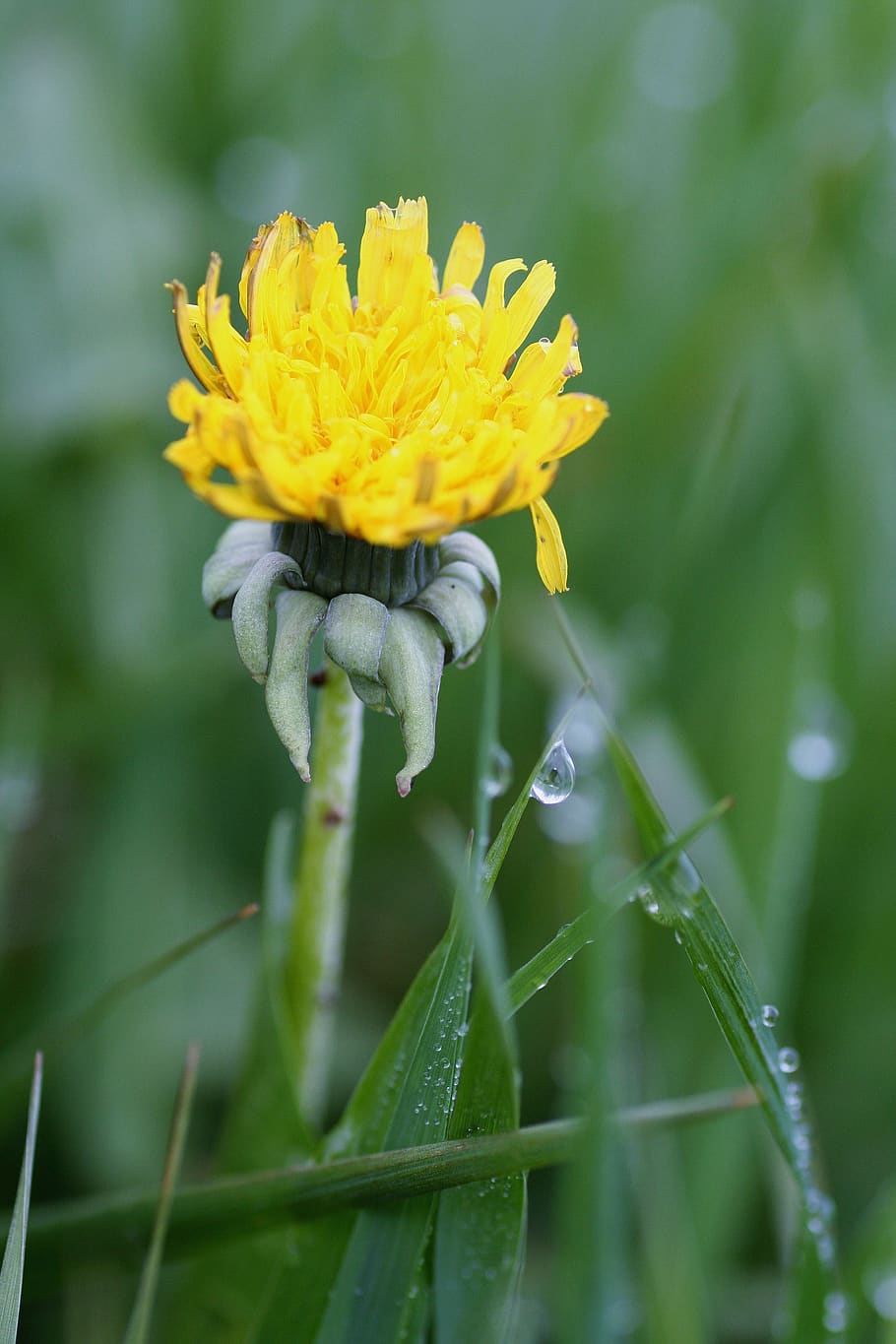 flower, dandelion, nature, grass, prairie, flora, dew, spring HD wallpaper