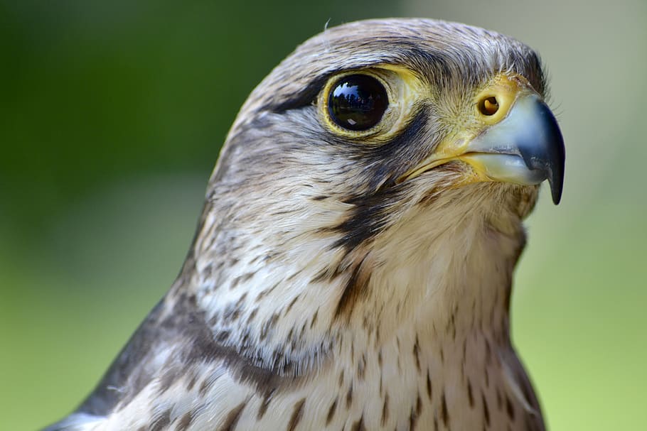 selective-focus photograph of eagle, animal, bird, hawk, buzzard, HD wallpaper