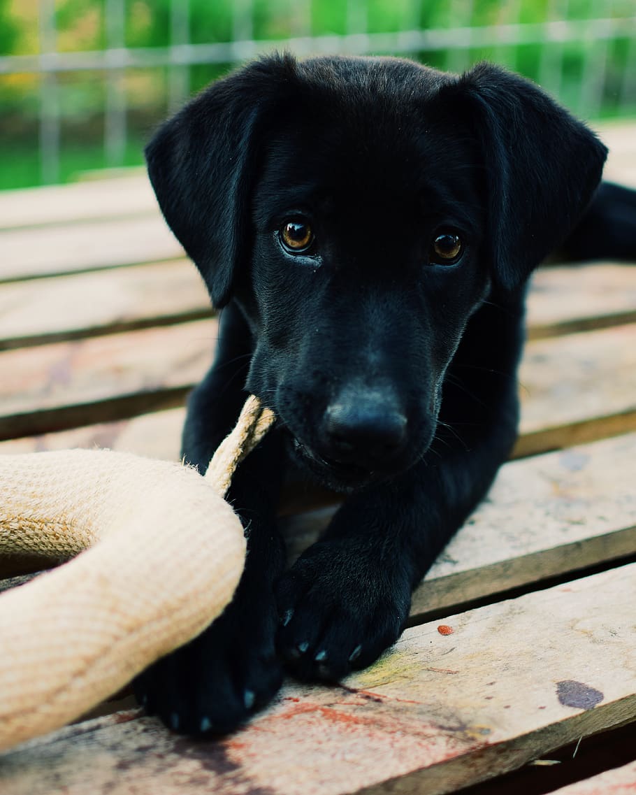 one animal, mammal, dog, canine, domestic, pets, domestic animals HD wallpaper