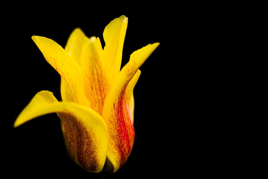 yellow flower, freshness, studio shot, vulnerability, fragility HD wallpaper