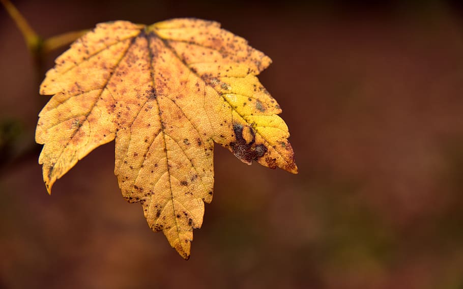 leaf, autumn, maple leaf, old, transient, time, farewell, mourning HD wallpaper