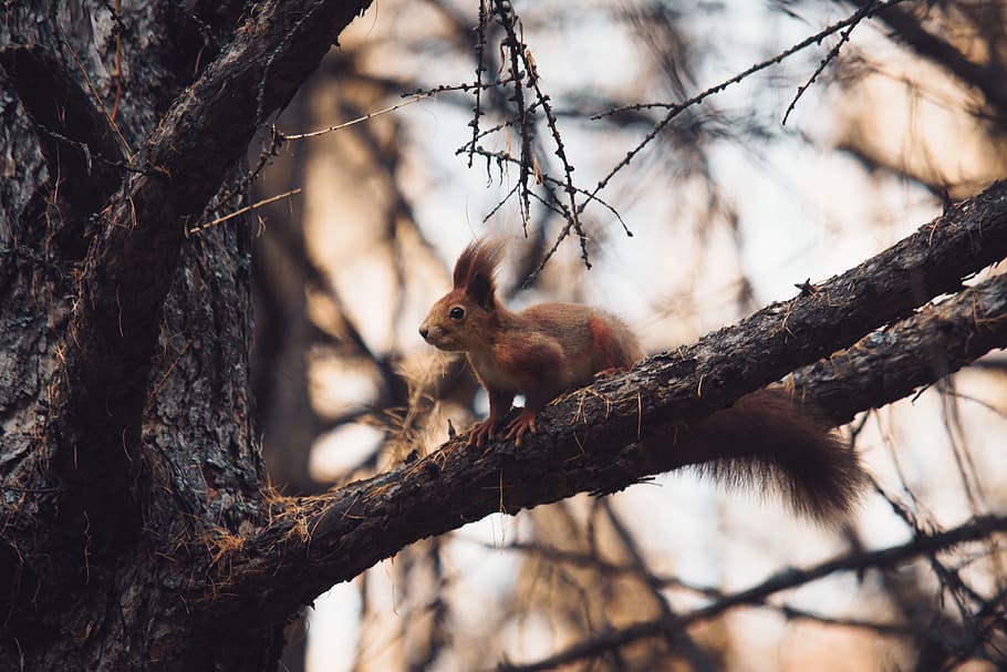 Close-Up Photo of Squirrel On Tree Branch, animal, animal photography, HD wallpaper