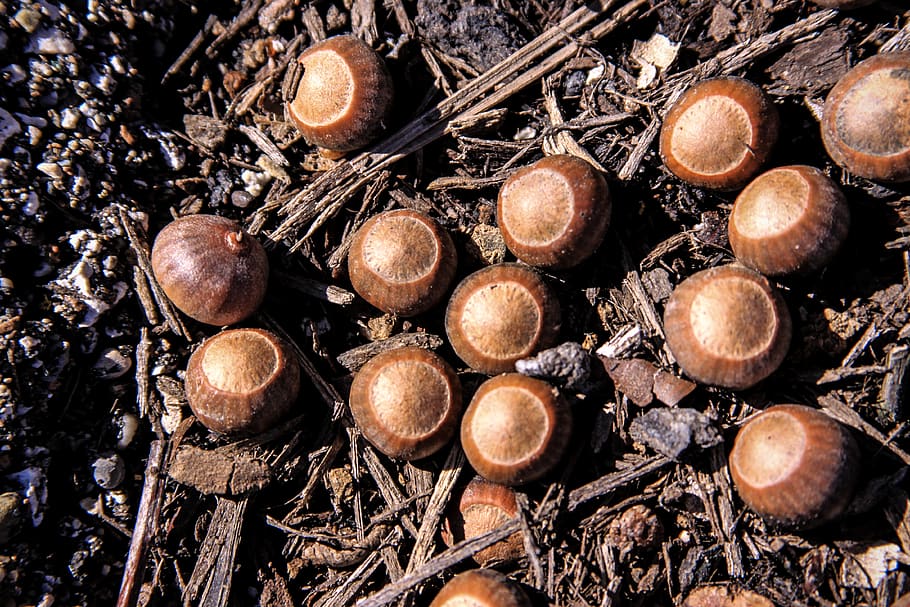 acorn, no people, close-up, tree, land, nut, nut - food, high angle view HD wallpaper