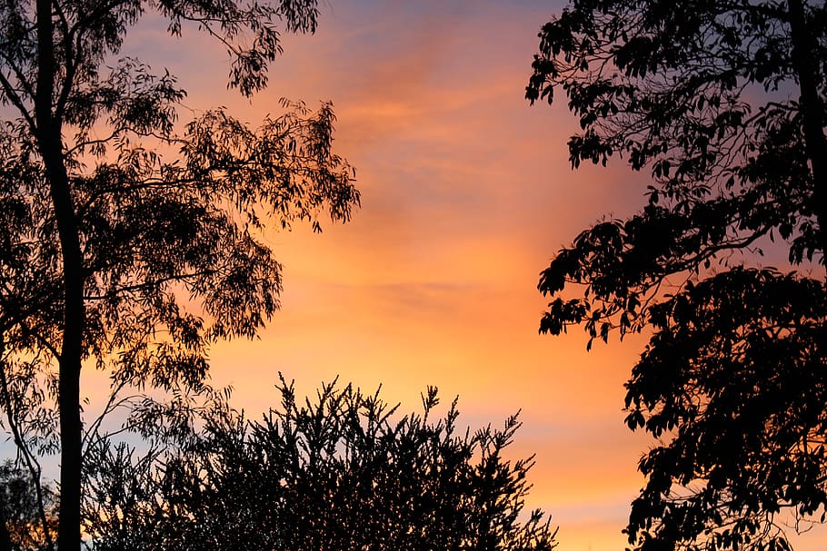 sunrise, trees, silhouettes, orange, clouds, morning, nature HD wallpaper