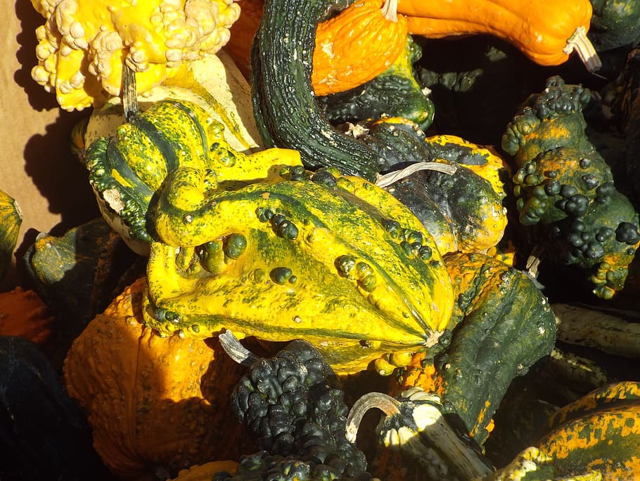 gourds, plants, vegetables, yellow, close-up, no people, nature HD wallpaper